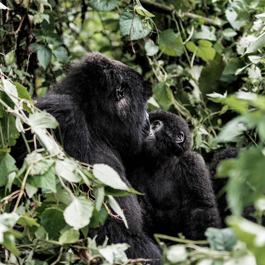 Tours & Travel Safaris 5