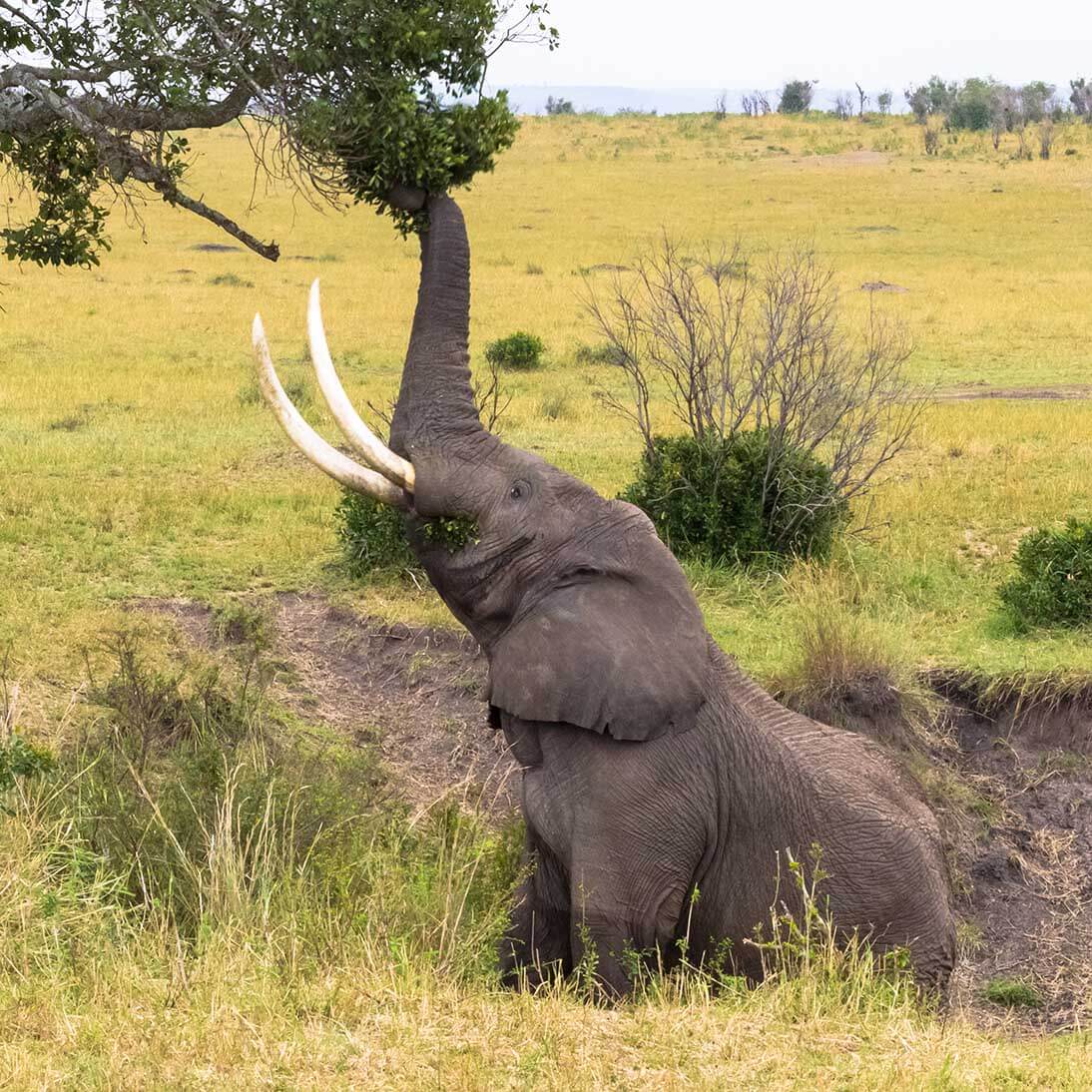 Tours & Travel Safaris 4