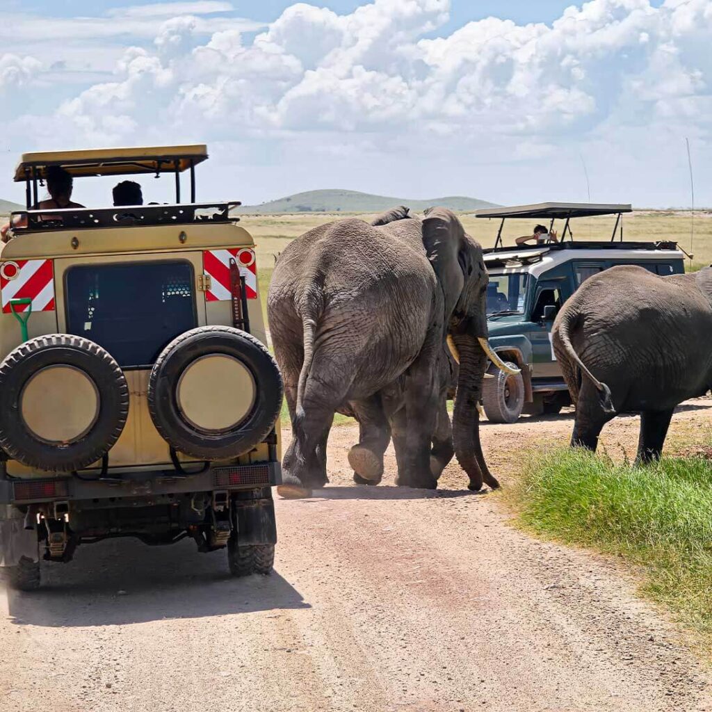 Tours & Travel Safaris 3