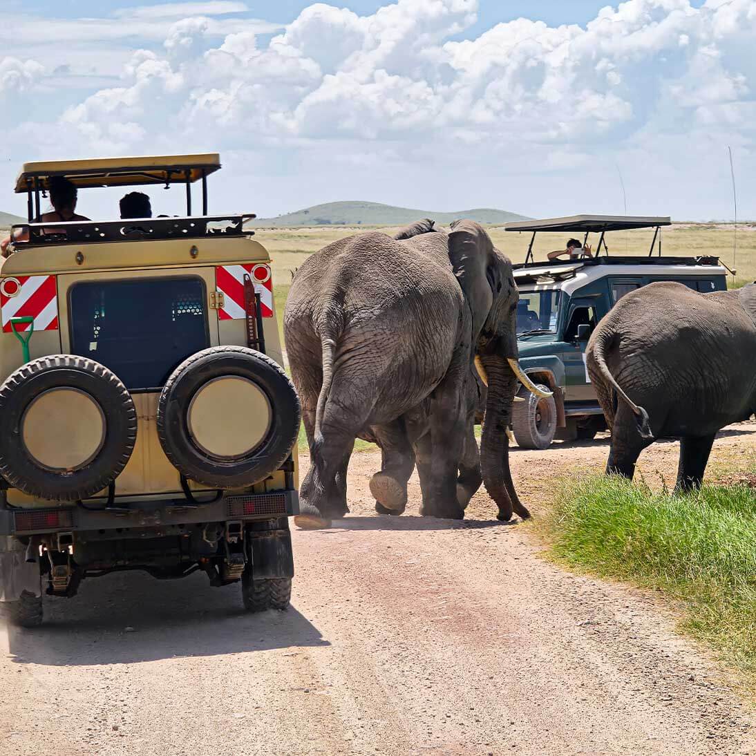 Tours & Travel Safaris 3